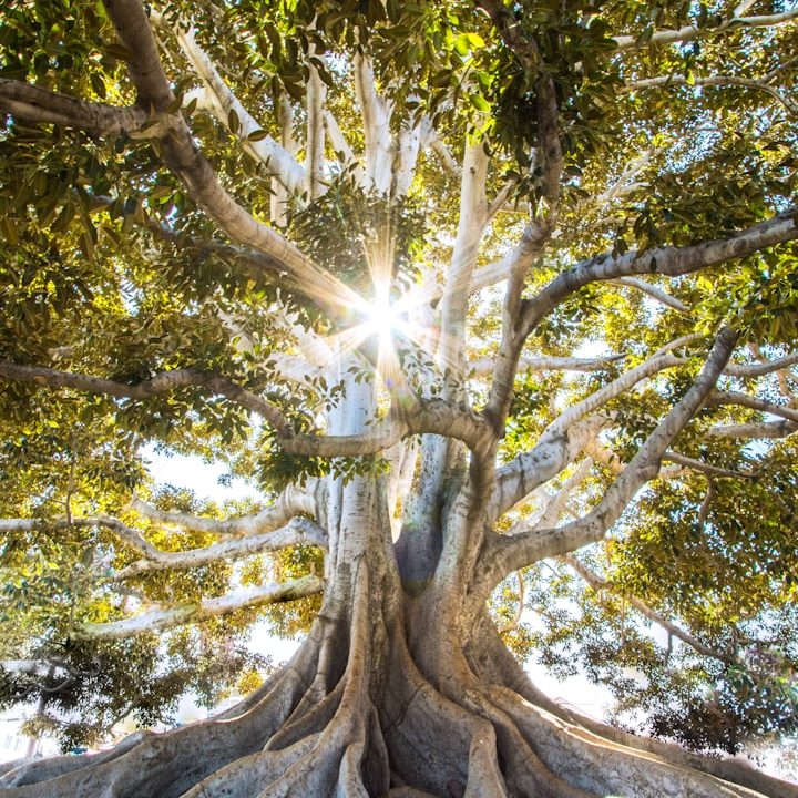 A large tree with spreading branches and sunlight shining through the leaves.