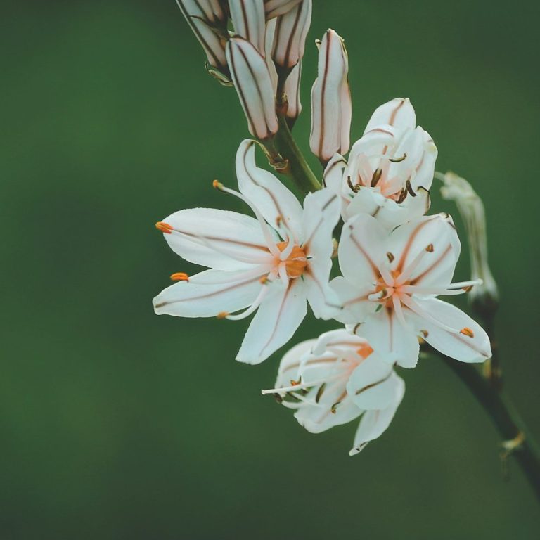 White flowers with orange accents on a green background.