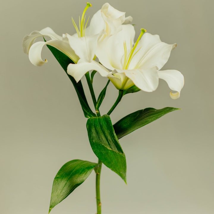 White lily flowers with green leaves against a soft neutral background.
