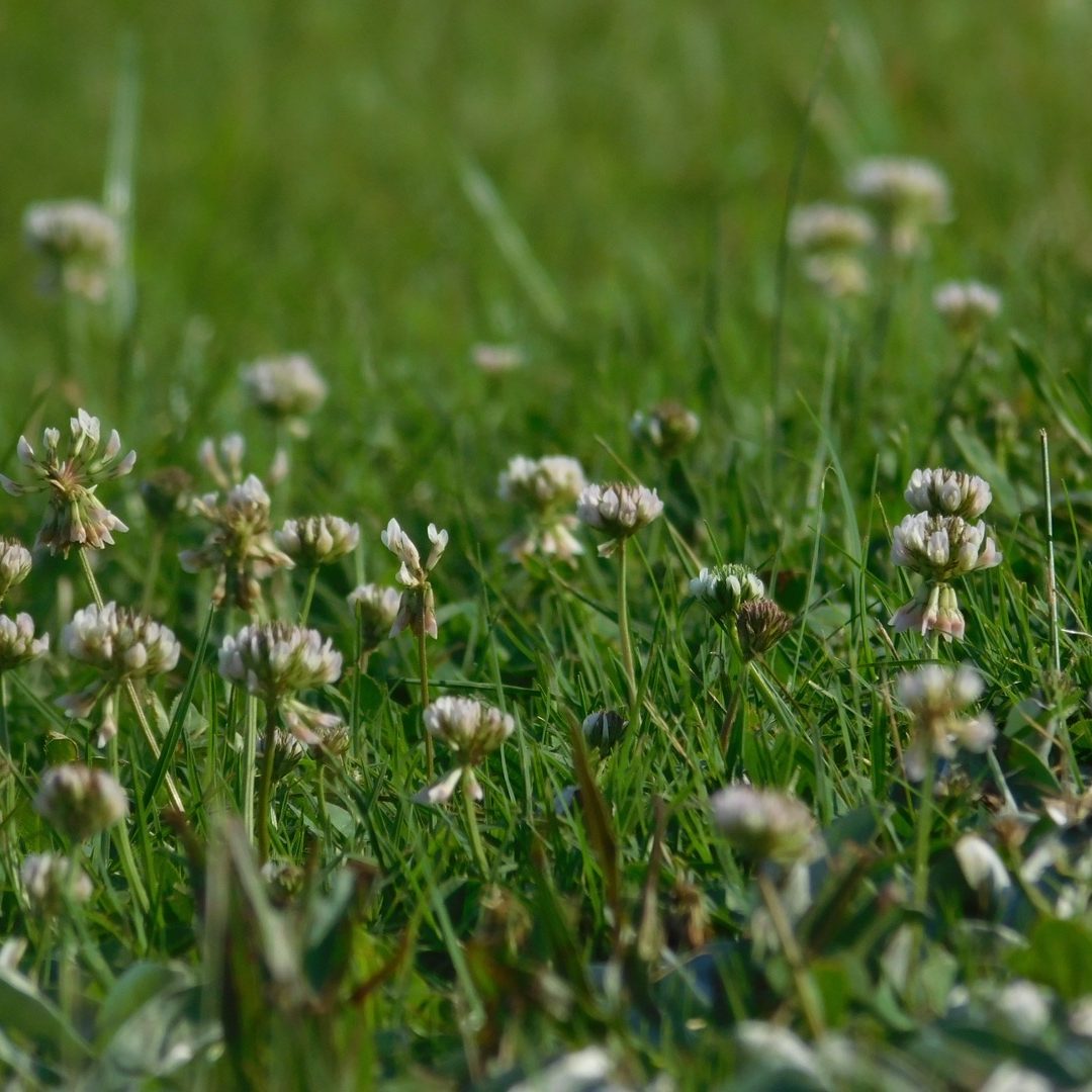 Field of clover flowers among lush green grass.