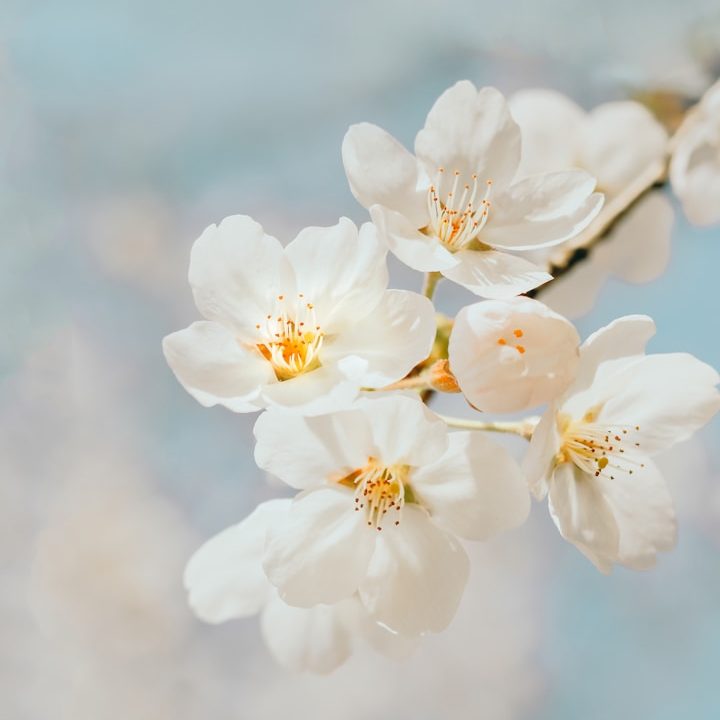 Delicate white cherry blossoms with a soft blue background.