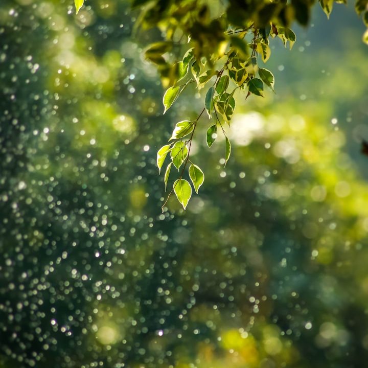 Sunlight filters through green leaves as raindrops fall in a lush forest.